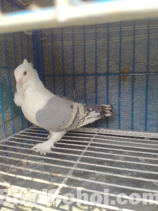সাটিন মাদি কবুতর